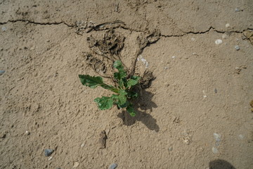 Die extreme Hitze in Deutschland führt in der Landwirtschaft zu enormen Einbußen in der Ernte von Getreide und Mais
