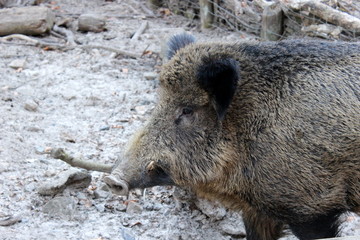 Wildschwein,Seitenansicht