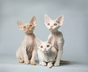 Obraz premium Devon Rex Litter of Kittens