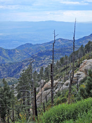 Scenic View on Mount Lemmon in Tucson