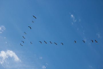 Geese In Formation