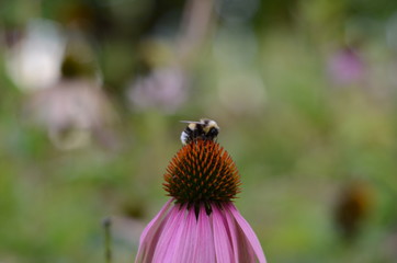 Bee