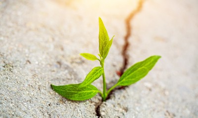 Sprout grows through urban asphalt ground