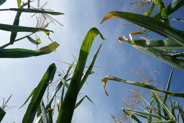 Die extreme Hitze in Deutschland führt in der Landwirtschaft zu enormen Einbußen in der Ernte von...