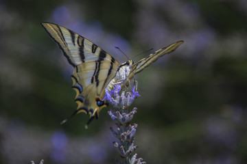Mariposa Papilio Machaon sobre flor de lavanda