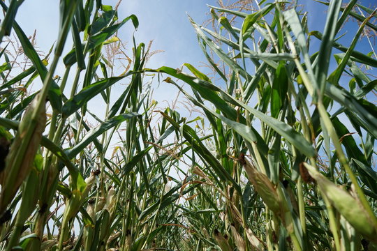 Die extreme Hitze in Deutschland führt in der Landwirtschaft zu enormen Einbußen in der Ernte von Getreide und Mais
