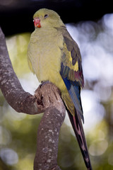 regent parrot