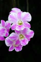 Flower background, Pink and White orchid bouquet flowers blossom in spring, tropical nature outdoor background