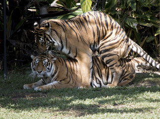tigers mating