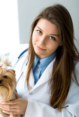 Dog in the vet office.