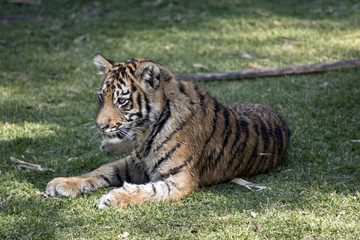 tiger cub