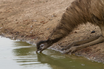 Emu Drinking 