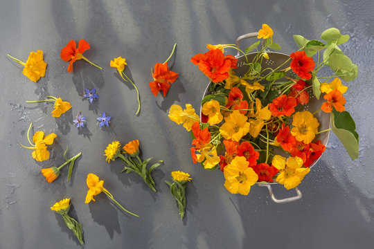 basket of Nasturtium plant with yellow and orange flowers, Nasturtium floridanum, over a old timbered wall