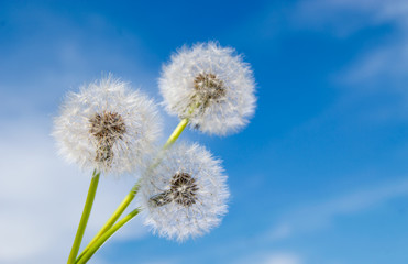 Three dandelion flowers with seeds on sunny day in deep blue sky background