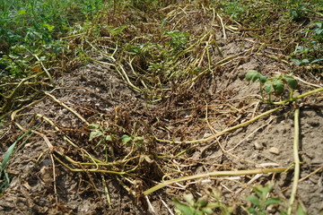 Die extreme Hitze in Deutschland führt in der Landwirtschaft zu enormen Einbußen in der Ernte von Getreide und Mais
