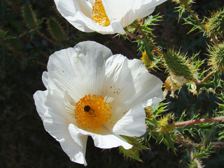 White Prickly Poppy Flowers in Desert of Arizona
