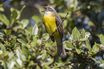 Bem-te-vi - Pitangus sulphuratus