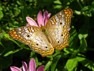 White Peacock Butterfly in Desert Botanical Garden