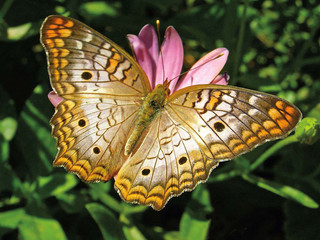 White Peacock Butterfly in Desert Botanical Garden