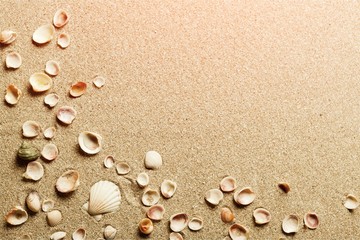 Fototapeta na wymiar Shells in the sand on the beach