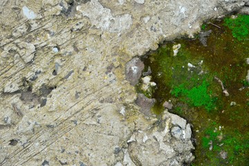 fluffy lichen, green moss, green lichen on the stone , texture and background.