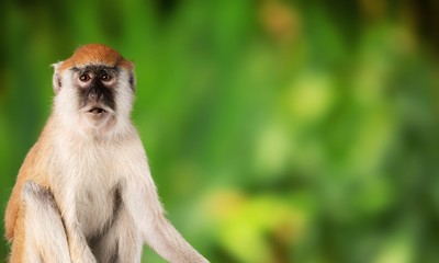 Monkey animal on natural background