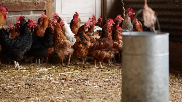 farm chicken cock