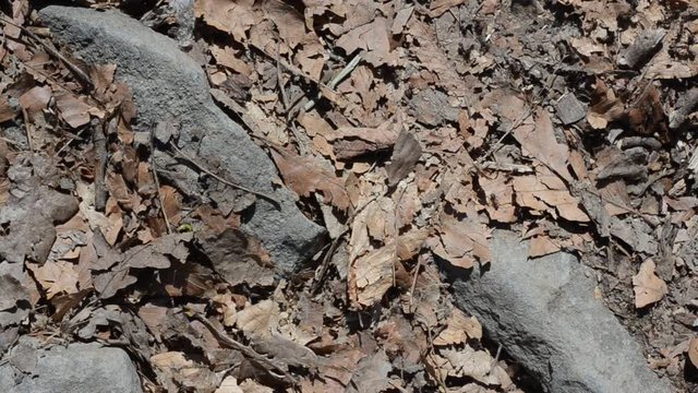 Ants scurrying across dead leaves and rocks,
