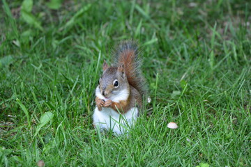 Red Squirrel on grass