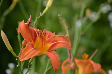 Obraz premium flowers