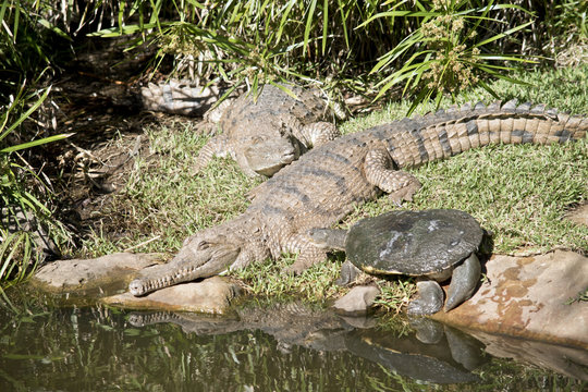 turtle and fresh water crocodile