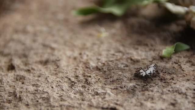 ants eating offering