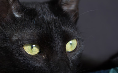 Halloween concept, Black cat. Closeup of Domestic pet