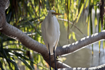 little egret