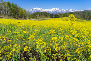 Obraz premium 菜の花畑と北アルプス 中山高原
