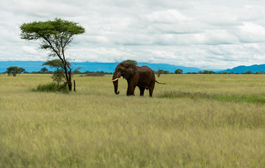 Elephant on the savannah