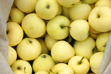 The collection of the earliest maturing apples, the Yellow Transparent variety.