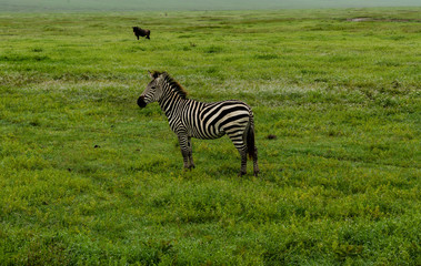 Lone zebra