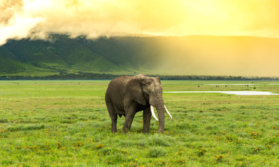 Fototapeta na wymiar Elephant passing