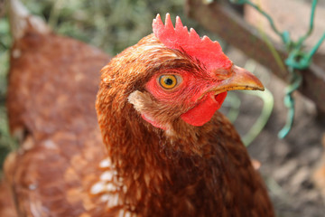 Red chicken.