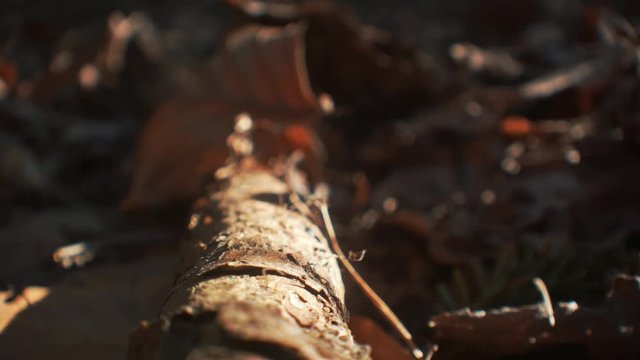 Some leafes falling on an old dry stick in a forest