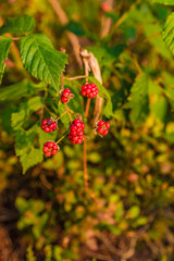 Reife Wald Himbeeren Nahaufnahme