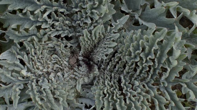 Pointy and geometrical leaves of a type of thistle.