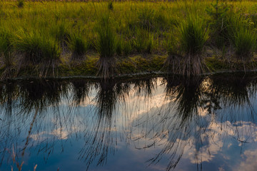 Feuchtbiotop Spiegelung Wasser