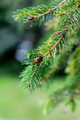 Spruce branch