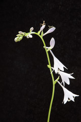 Fototapeta na wymiar 擬宝珠の花に遊ぶカマキリ
