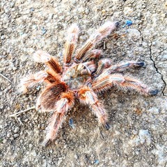 spider
