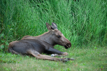 Moose calf laying down with legs visible