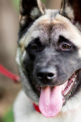 Dog american akita inu walk in the park.