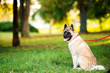 Fototapeta premium Dog american akita inu walk in the park.